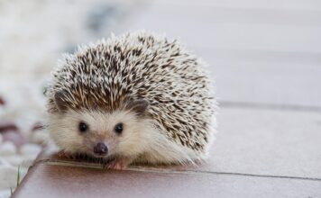 Jakie kołki do bloczków silikatowych?