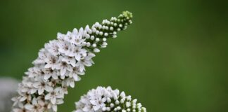 Co lepsze kaczy puch czy pierze?