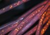 Czym się różni kabel ziemny od zwykłego?