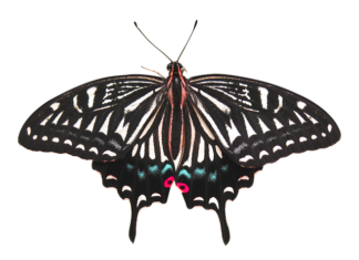 Ile kosztuje usunięcie EGR?