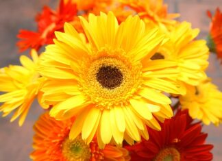 Jak przywrócić puszystość koca?