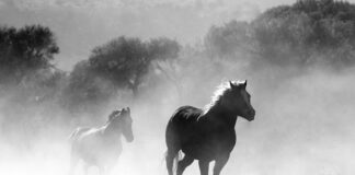 Jak długo opada pył radioaktywny?