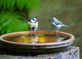 Jak się mówi taczka czy taczki?