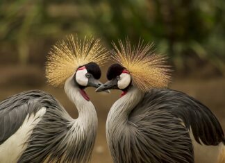 Gdzie można wyprać pierze?