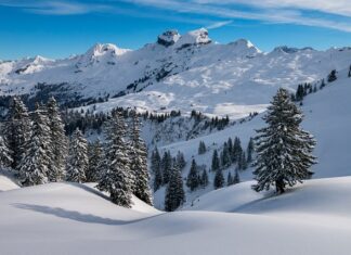 Co jest lepsze pierze czy puch?