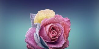 Czym się różni wiertarka udarowa od młotowiertarki?