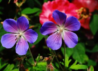 Co nie wchodzi w skład po płodu?