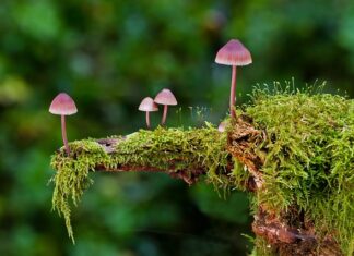 Po co jest gąbka w oponie?