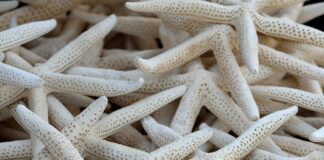 Czym się różnią kolektory słoneczne od paneli fotowoltaicznych?