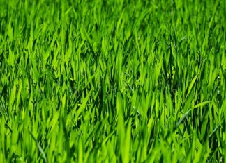 Jak się ubrać do koszenia trawy?