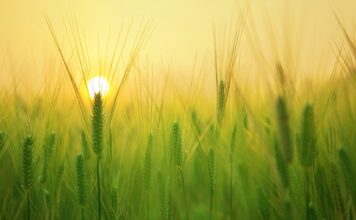 Jaki klucz udarowy na gospodarstwo?