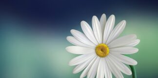 Do czego służy biały smar?