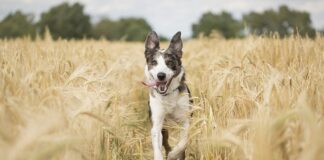 Jak długo działa przetwornica na akumulatorze?