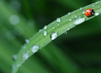 Czy pościel z bawełny syntetycznej jest dobra?
